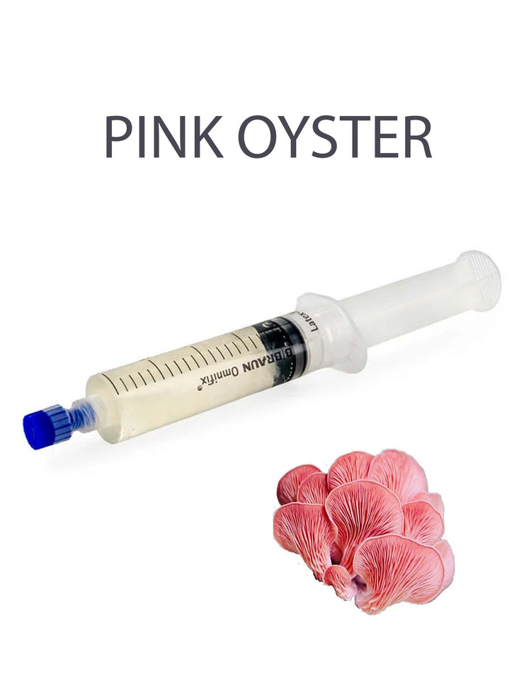 Pink Oyster Mushroom Liquid Culture